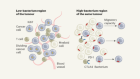 A spatial perspective on bacteria in tumours