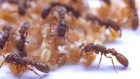 A fluid role in ant society as adults give larvae ‘milk’ from pupae