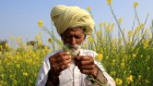 When will India approve its first GM food crop?