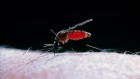 Mosquito blood meals reveal history of human infections