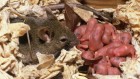 Mother mouse’s high-fat diet changes her son’s brain