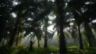 Oil-palm farms that spare rainforests menace grasslands instead