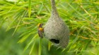 幼鸟茁壮成长的地方:舒适但不稳定的栖息地