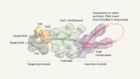 First full views of a CRISPR-guided system for gene insertion