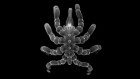 Supreme regenerative skills help sea spiders to regrow guts and more
