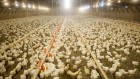 Antibiotic use in farming set to soar despite drug-resistance fears