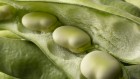Huge broad-bean genome could improve yields of an underused crop
