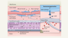 Bacterial meningitis hits an immunosuppressive nerve