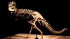大恐龙，小恐龙:霸王龙的亲戚是如何改变体型的