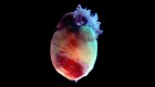 Anxiety can be created by the body, mouse heart study suggests