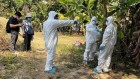 Girl who died of bird flu did not have widely-circulating variant