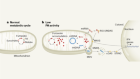 Mitochondrial molecule controls inflammation