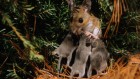 These baby mice bawl loudly — and Mum rushes over