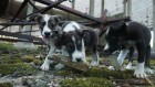 What Chernobyl’s stray dogs could teach us about radiation