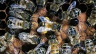 Watch them waggle: bees dance better after lessons from elders