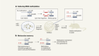 新小鼠模型表观遗传DNA标记的研究