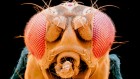 Gigantic map of fly brain is a first for a complex animal