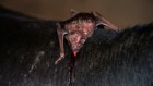 Culling vampire bats failed to beat rabies — and made the problem worse