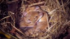有两个爸爸的老鼠:科学家用雄性细胞制造卵子