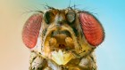 Fruit flies are first known animals that can taste alkaline foods