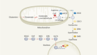 A metabolic vulnerability of pancreatic cancer