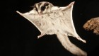 How gliding mammals developed the flaps for ‘flight’