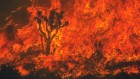 激烈的减少森林火灾对碳的需求