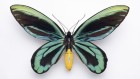 世界上最大的蝴蝶基因多样性很低