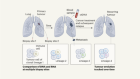 肺癌进化的分子图谱
