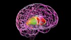 饮食失调患者的大脑回路与习惯相关