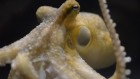 How octopuses taste with their arms