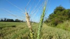 Wheat disease’s global spread concerns researchers