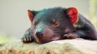 遗传图谱的袋獾癌症暗示了他们未来的发展