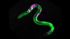 Drugs give biology's favourite worms the munchies too