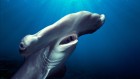 Hammerhead sharks are first fish found to ‘hold their breath’