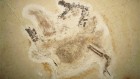 Prized dinosaur fossil will finally be returned to Brazil