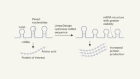 A tool for optimizing messenger RNA sequence