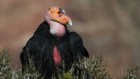 US will vaccinate birds against avian flu for first time — what researchers think