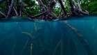 How to lock away more carbon: give mangroves a little love
