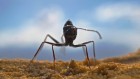 这些坚强的蚂蚁在沙漠中建立自己的地标