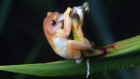 The world’s first pollinating frog and more — May’s best science images