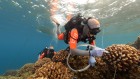 Epic voyage finds astonishing microbial diversity among coral reefs