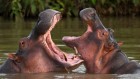 Colombia’s ‘cocaine hippo’ population is even bigger than scientists thought