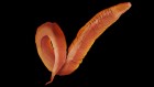 Sleep loss impairs memory of smells, worm research shows