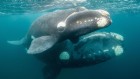 Baby whales wither away under avian attack