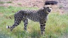 Deaths of African cheetahs in India shine spotlight on controversial conservation project