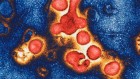 Mini-antibodies得到强大的力量可以阻止流感