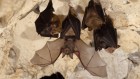 新冠状病毒的发现蝙蝠,但威胁尚不清楚