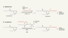 Previously unknown pathway for lipid biosynthesis discovered