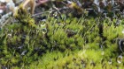 This moss survived 165 million years — and now it's under threat from climate change